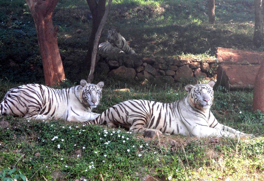 White Tiger in Indira Zoological Park Visakhapatnam