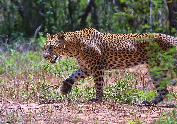 Leopard in Radhanagari Wildlife Sanctuary Kolhapur