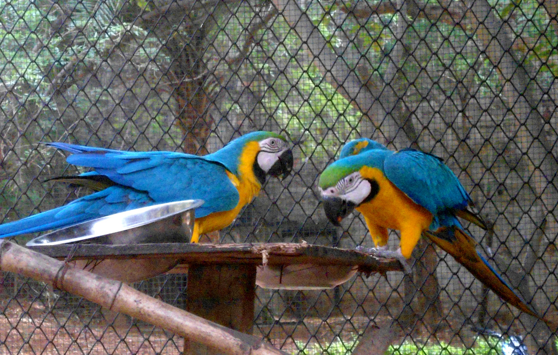 Blue Macaws in Indira Zoological Park Visakhapatnam