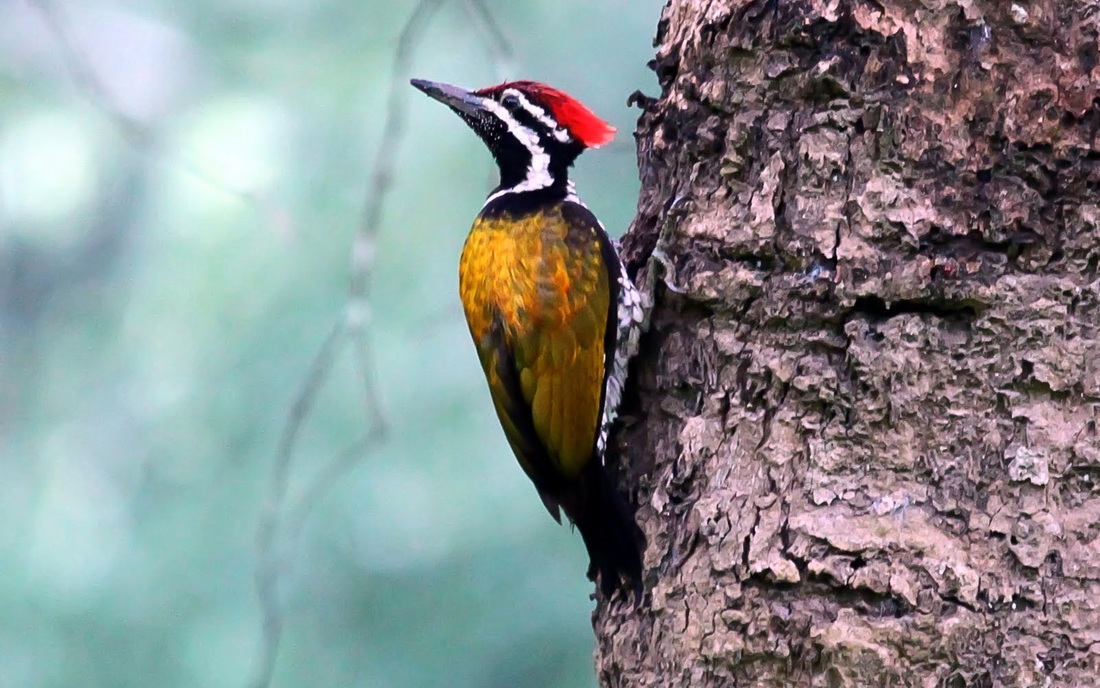 Woodpecker in Radhanagari Wildlife Sanctuary Kolhapur